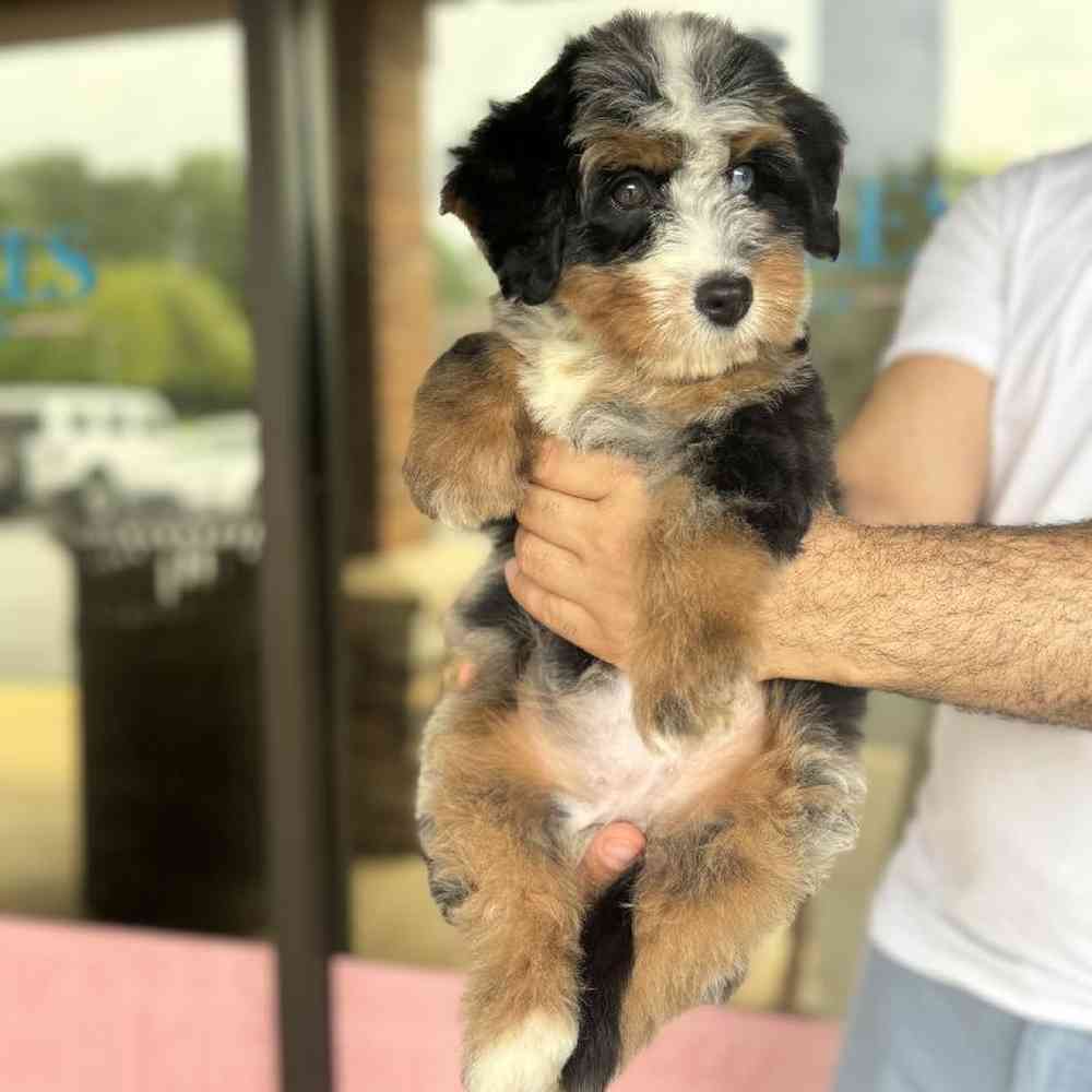 Female Bernedoodle Puppy for Sale in Duluth, GA