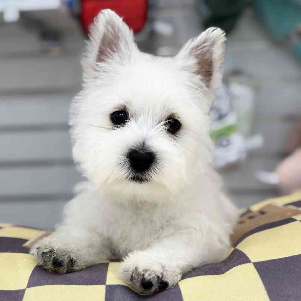 Female West Highland White Terrier Puppy for Sale in Duluth, GA