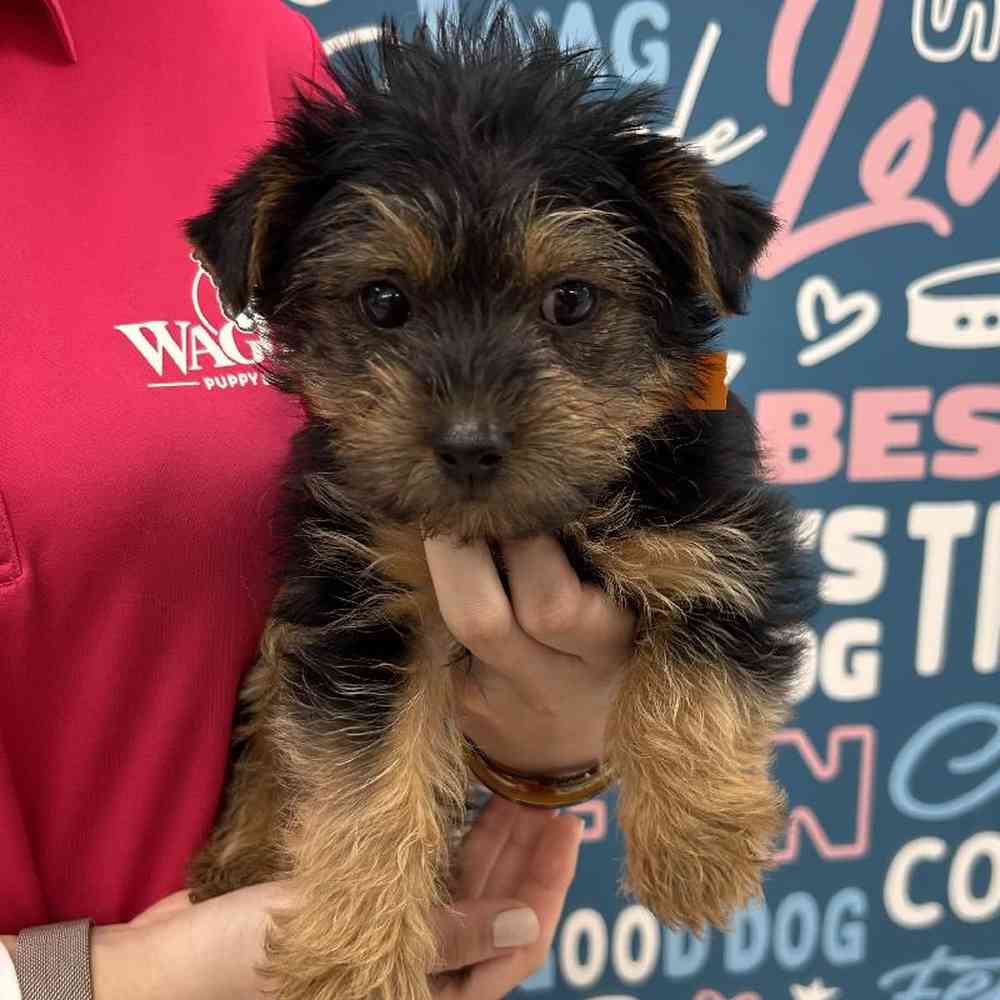 Female Yorkie Puppy for Sale in Duluth, GA