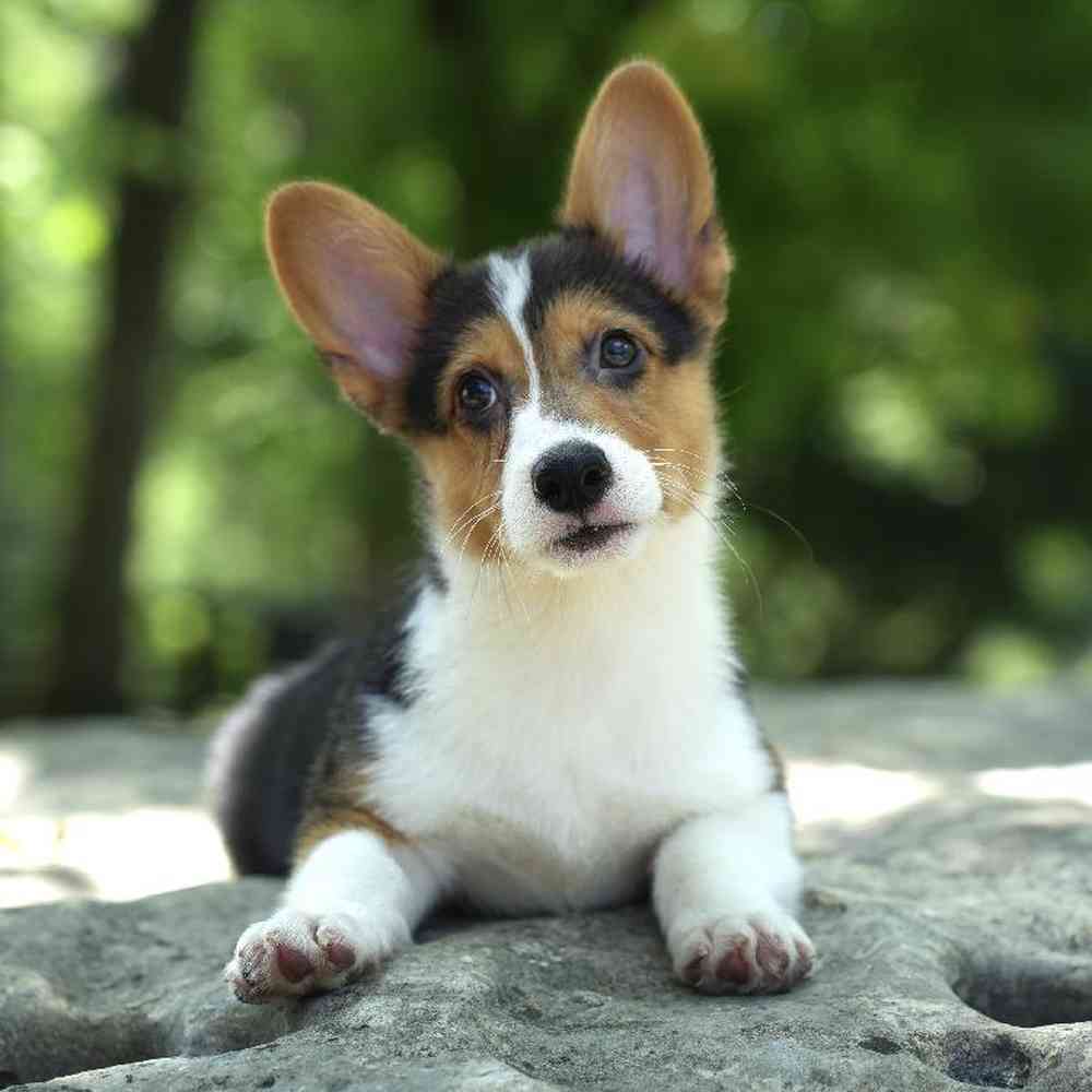 Male Pembroke Welsh Corgi Puppy for Sale in Duluth, GA