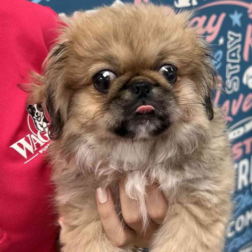 Female Pekingese Puppy for Sale in Duluth, GA