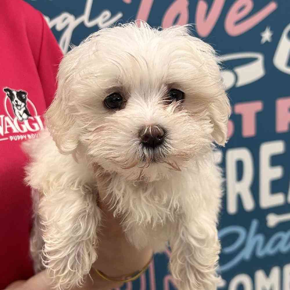 Female Maltese Puppy for Sale in Duluth, GA