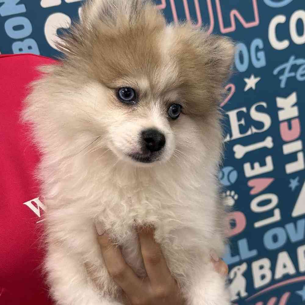 Male Pomeranian Puppy for Sale in Duluth, GA