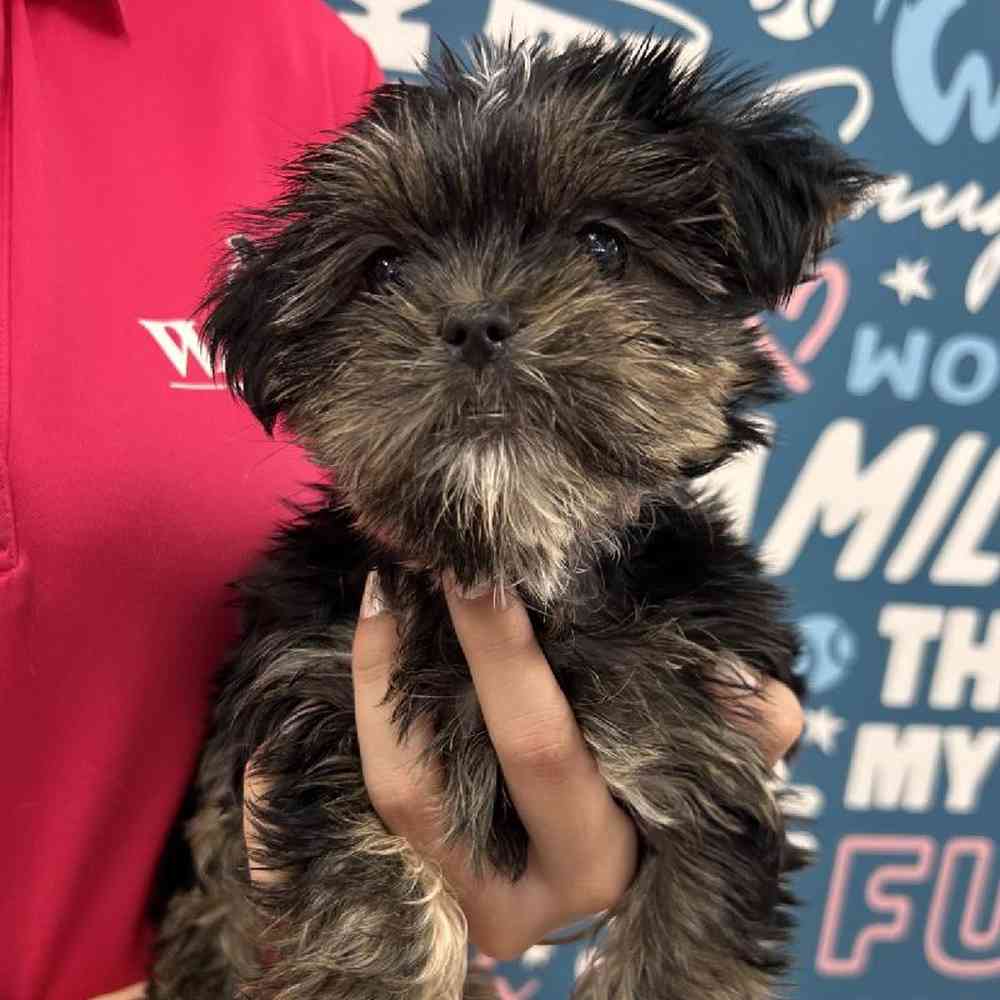 Female Shorkie Puppy for Sale in Duluth, GA