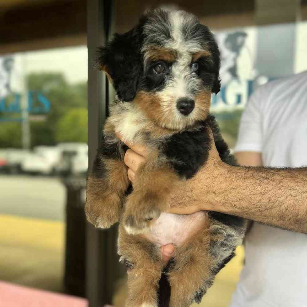 Female Bernedoodle Puppy for Sale in Duluth, GA