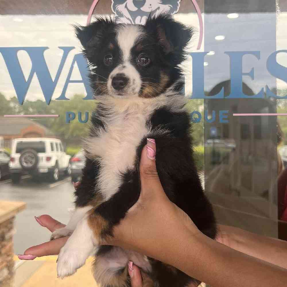 Male Mini Aussie Puppy for Sale in Duluth, GA