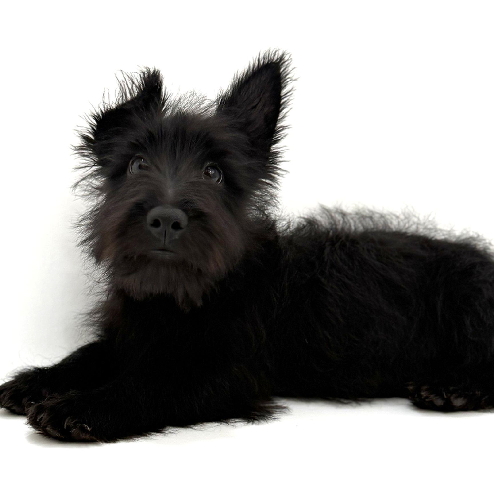 Male Scottish Terrier Puppy for Sale in Duluth, GA