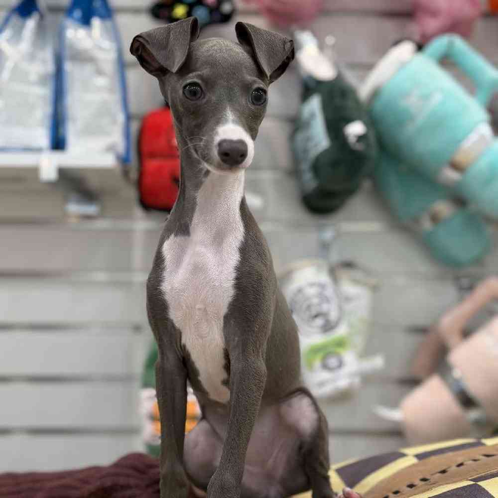 Female Italian Greyhound Puppy for Sale in Duluth, GA