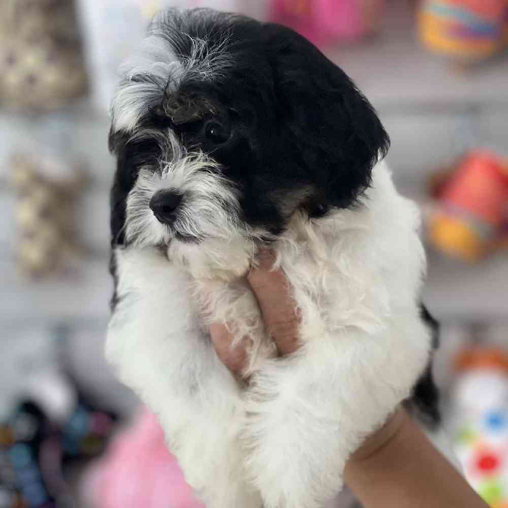 Male Shipoo Puppy for Sale in Duluth, GA