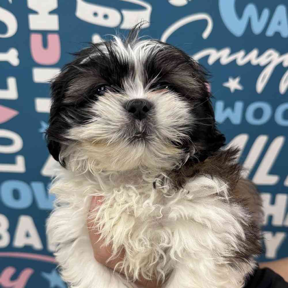 Male Shih Tzu Puppy for Sale in Duluth, GA