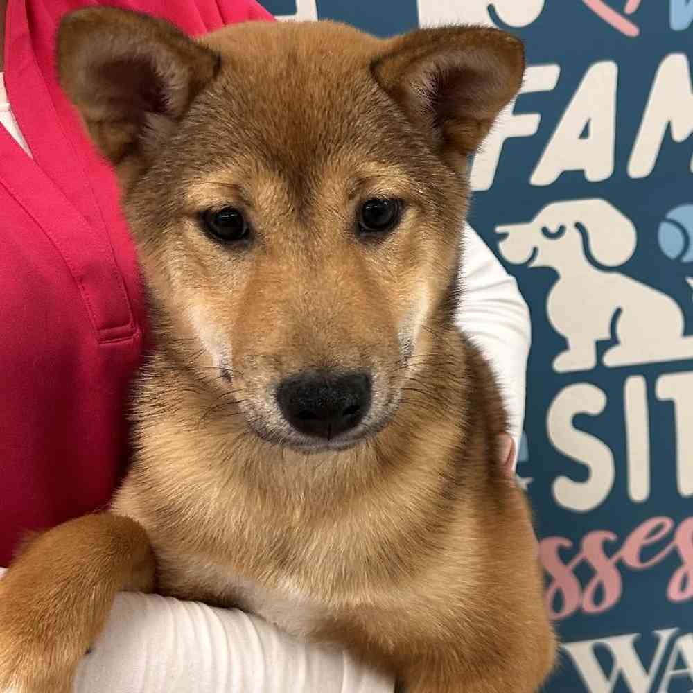 Female Shiba Inu Puppy for Sale in Duluth, GA