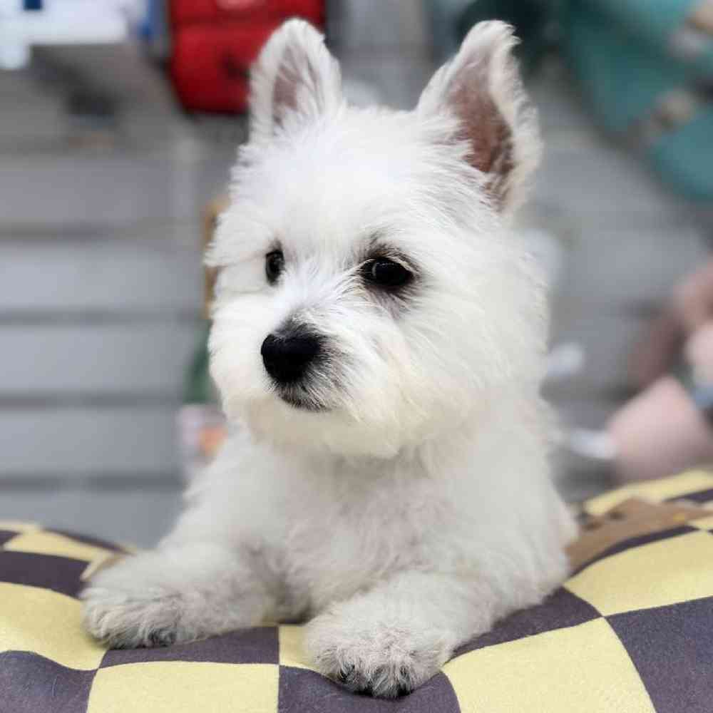 Female West Highland White Terrier Puppy for Sale in Duluth, GA