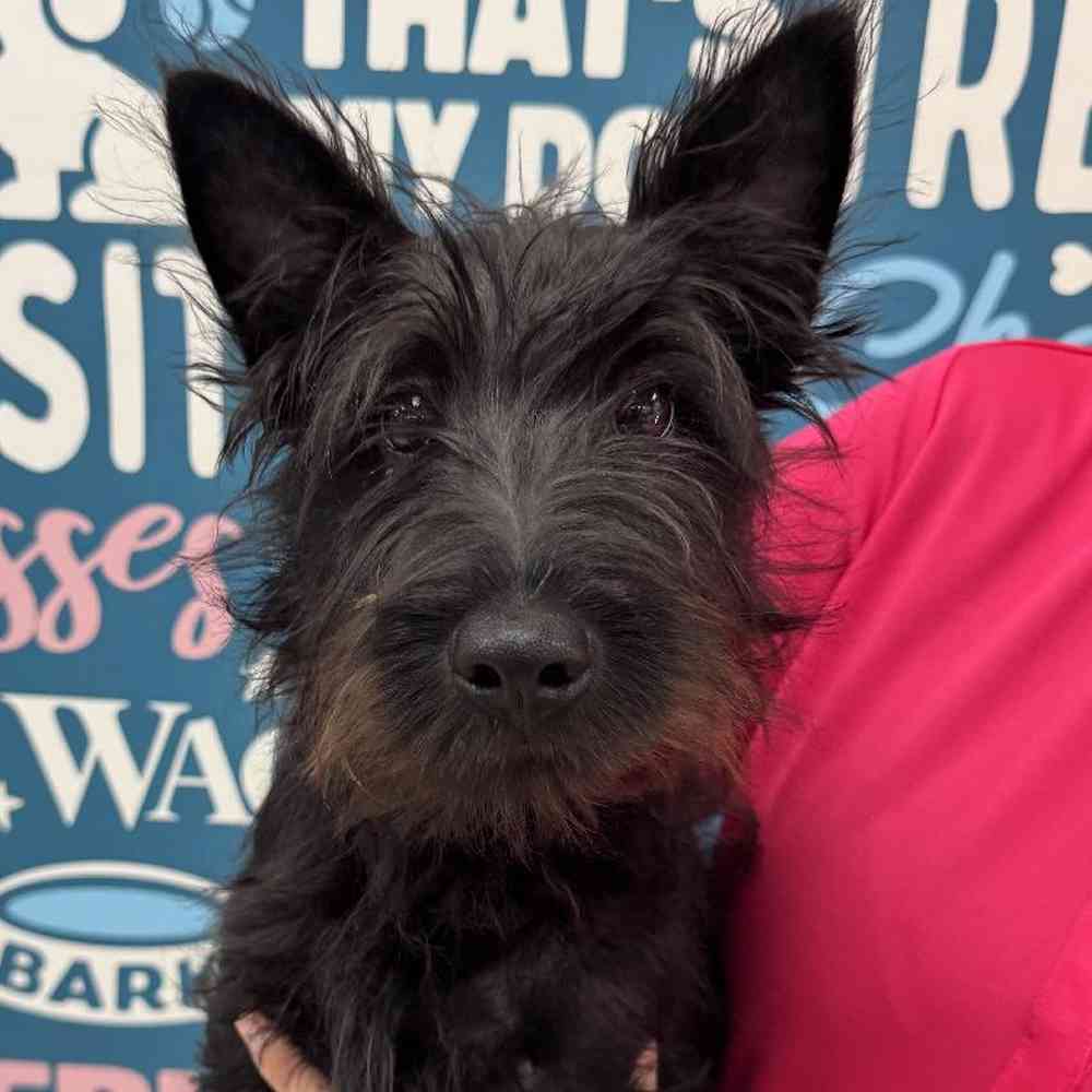 Male Scottish Terrier Puppy for Sale in Duluth, GA