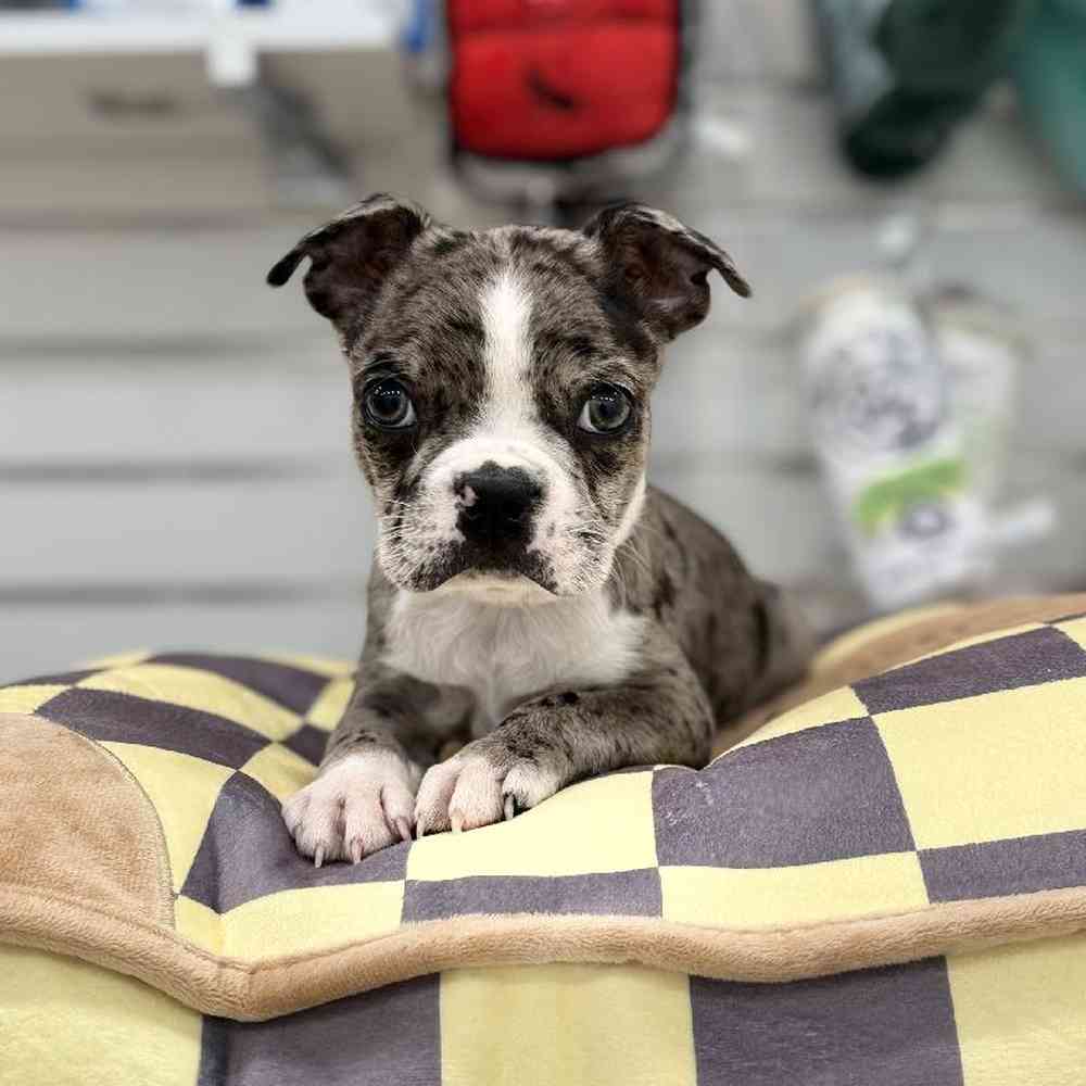 Male Boston Terrier Puppy for Sale in Duluth, GA