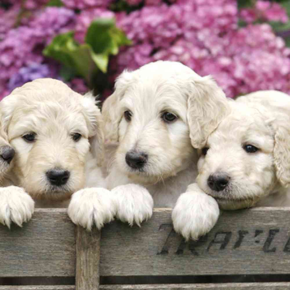 Goldendoodle Puppies for Sale