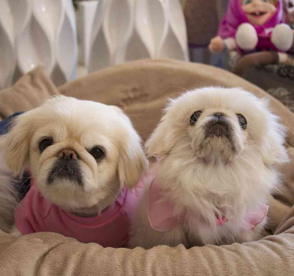 Pekingese Puppies for Sale