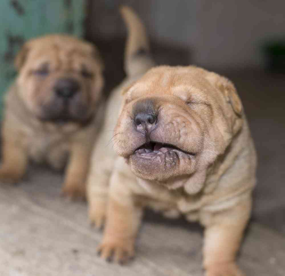 Shar Pei Puppies for Sale