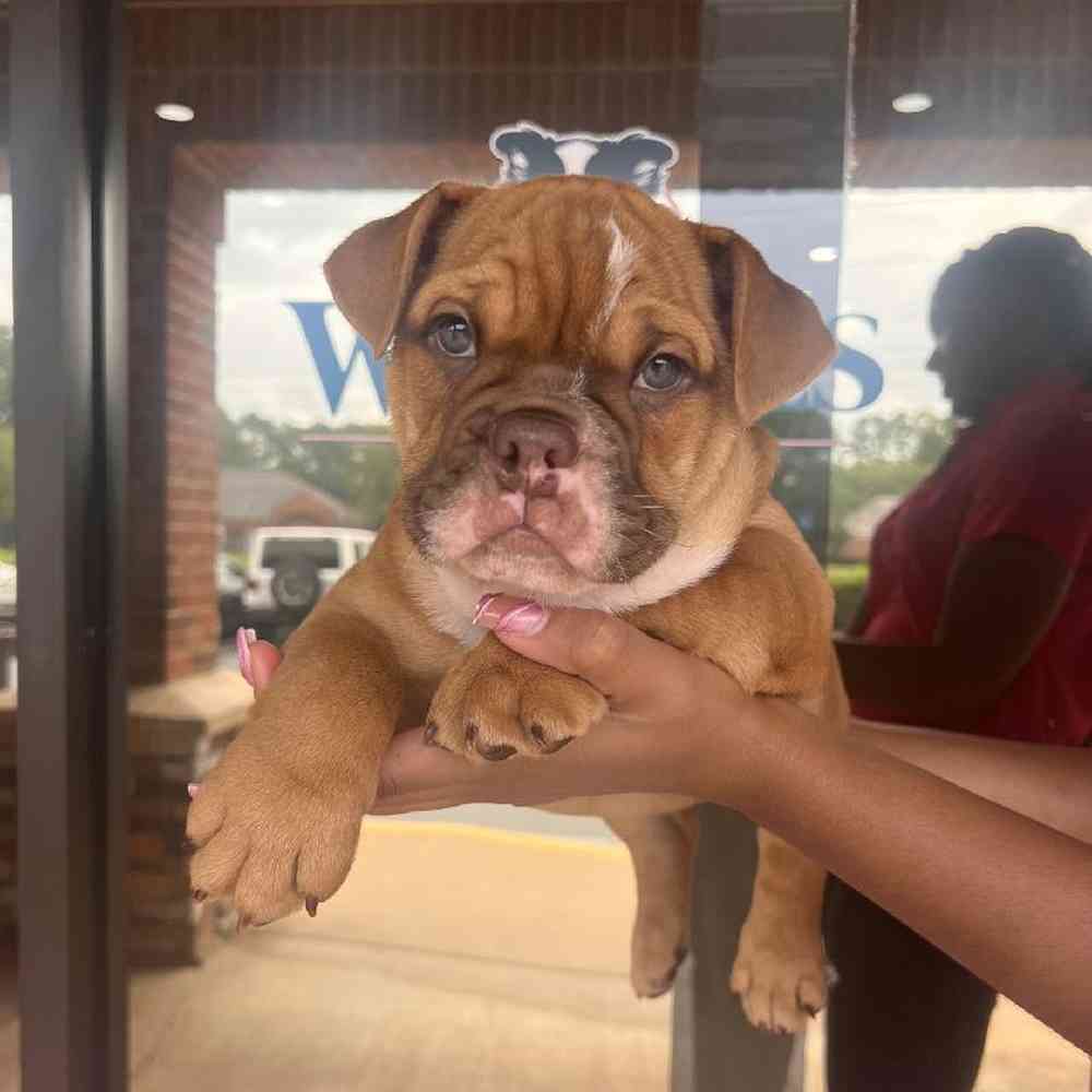 Male English Bulldog Puppy for Sale in Duluth, GA