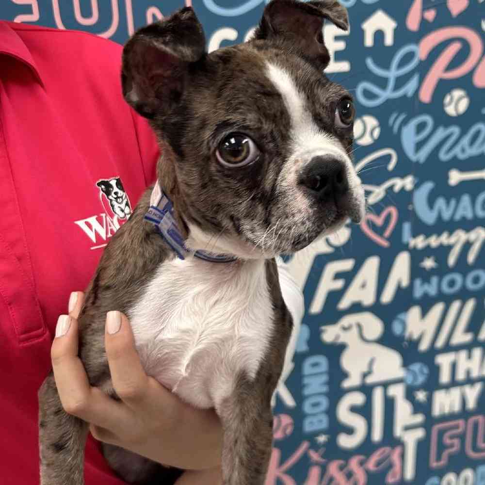 Male Boston Terrier Puppy for Sale in Duluth, GA