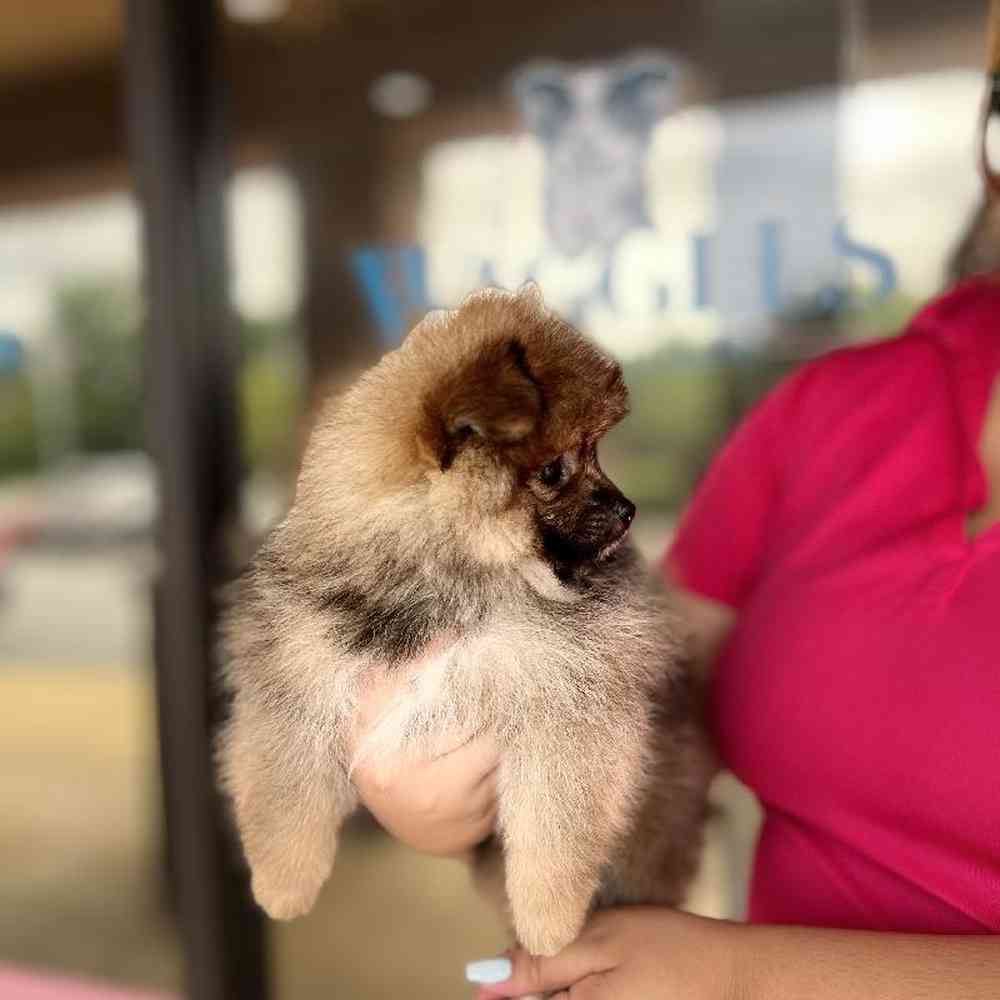 Male Pomeranian Puppy for Sale in Duluth, GA