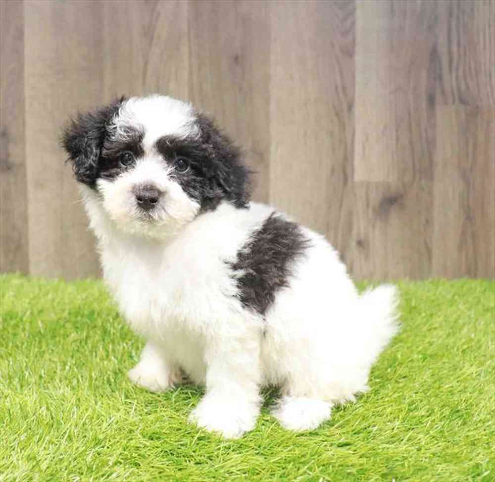 Bichon-Poodle image