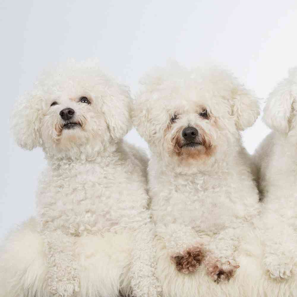 Bichon Puppies for Sale