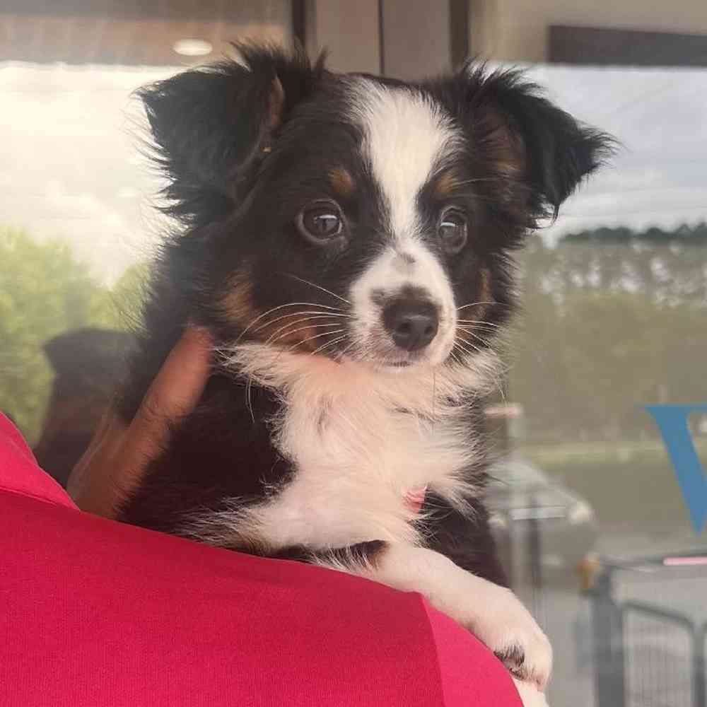 Male Mini Aussie Puppy for Sale in Duluth, GA