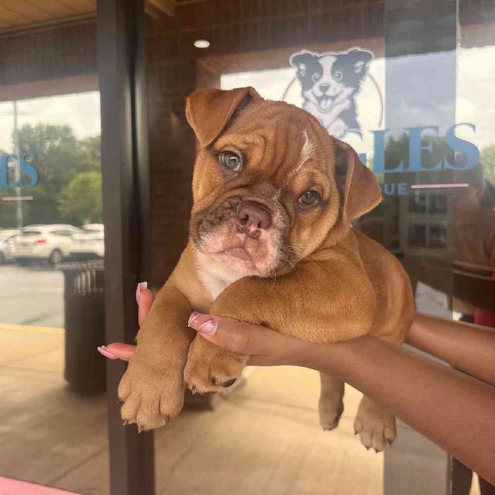 Male English Bulldog Puppy for Sale in Duluth, GA