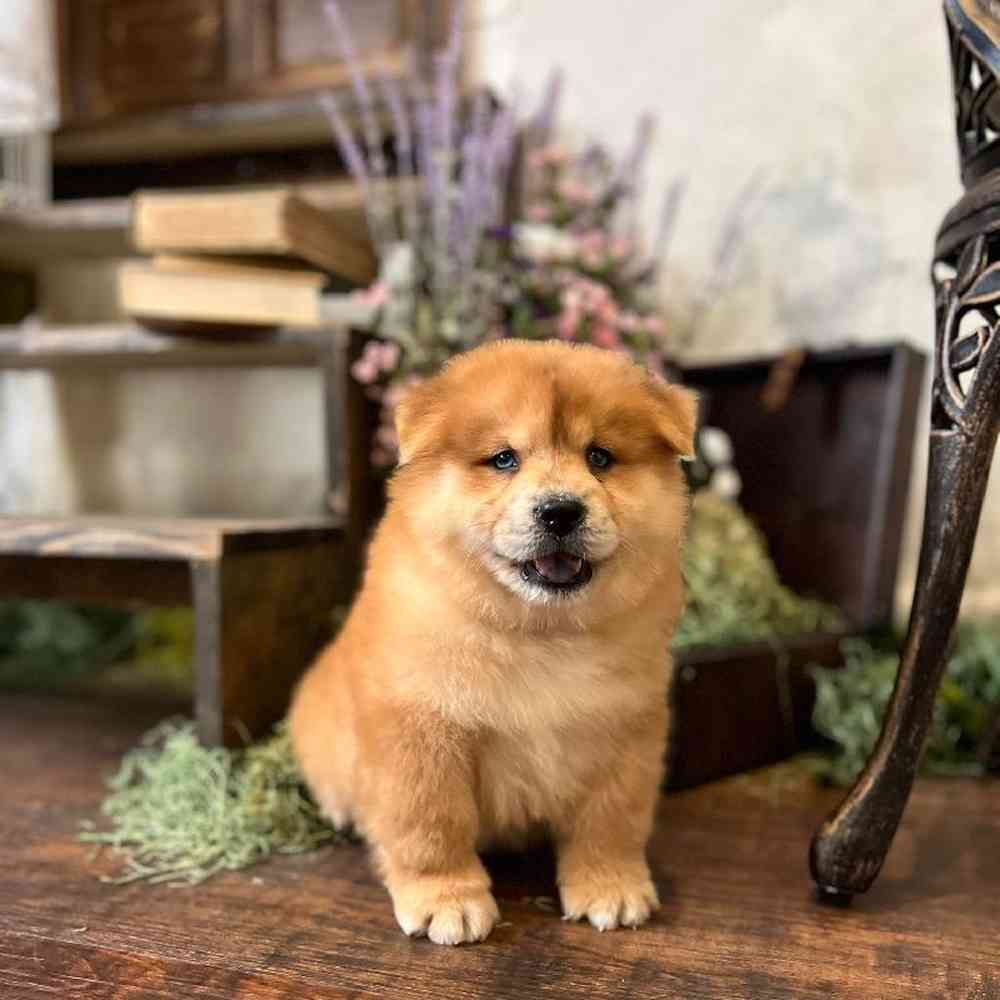 Male Chow Chow Puppy for Sale in Duluth, GA