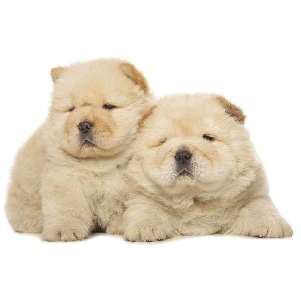 Chow Chow image