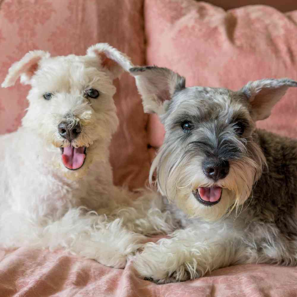 Mini Schnauzer Puppies for Sale