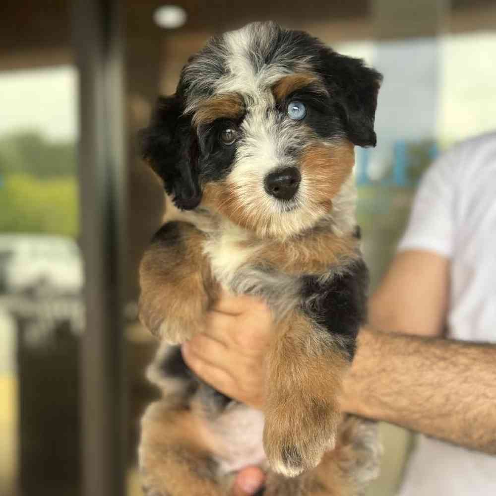 Bernedoodle image