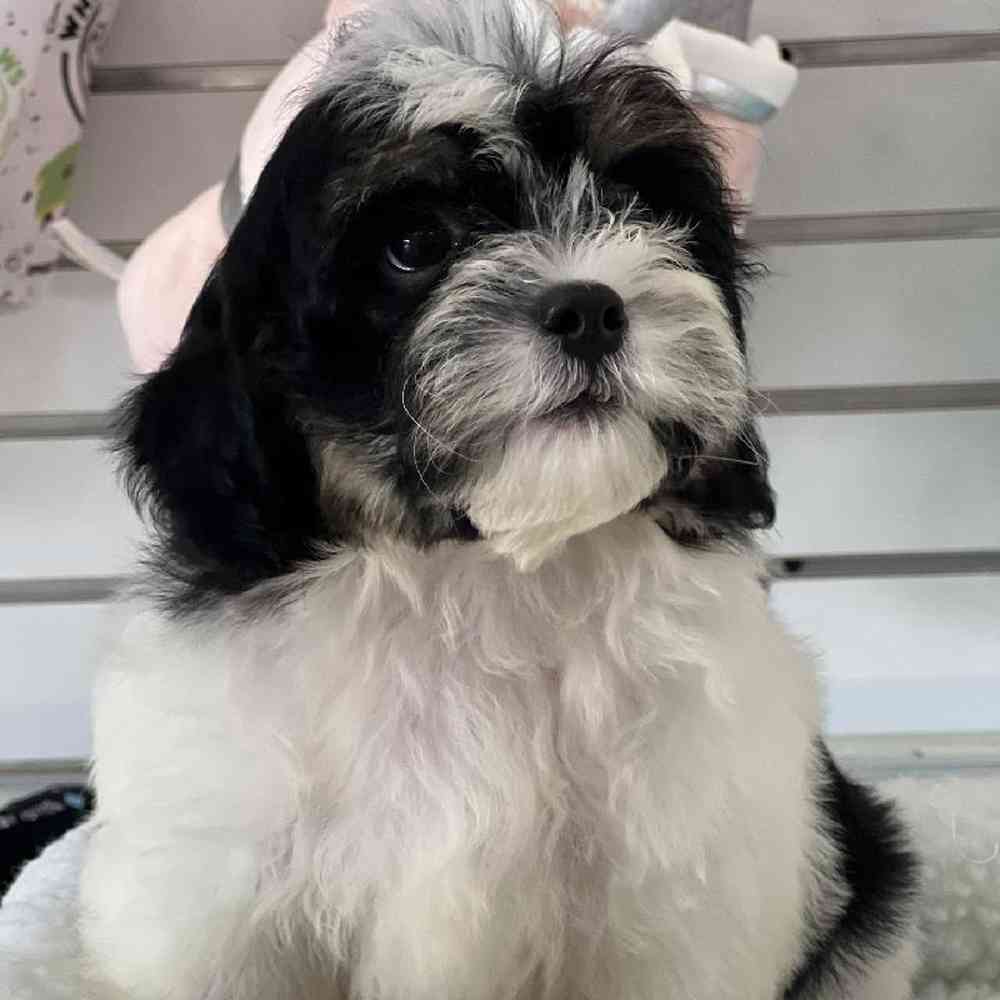 Male Shipoo Puppy for Sale in Duluth, GA