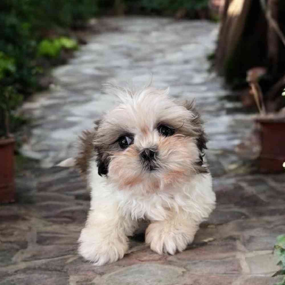 Female Shih Tzu Puppy for Sale in Duluth, GA