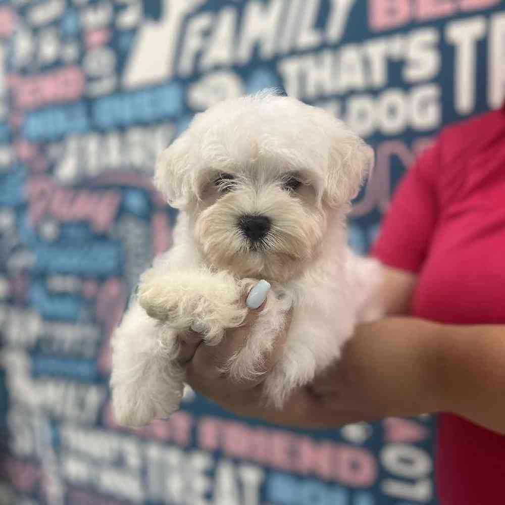 Male Maltese Puppy for Sale in Duluth, GA