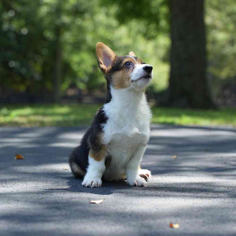 Male Pembroke Welsh Corgi Puppy for Sale in Duluth, GA