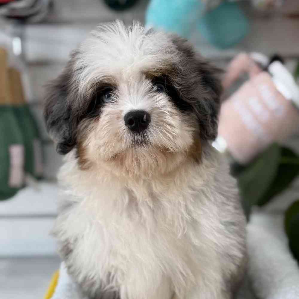 Male Bernedoodle Puppy for Sale in Duluth, GA