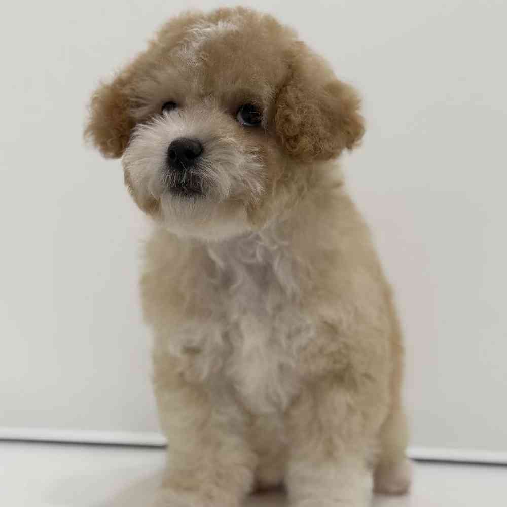 Female Poodle Puppy for Sale in Duluth, GA