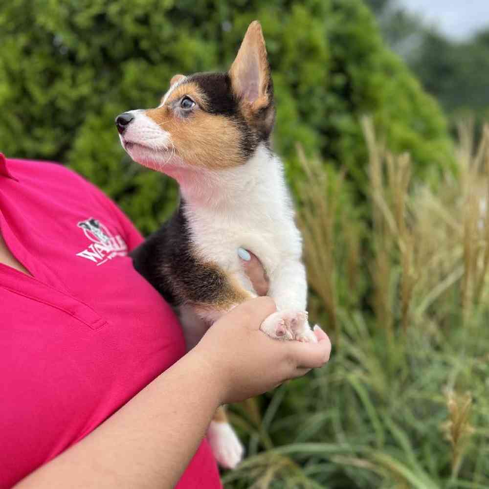 Male Pembroke Welsh Corgi Puppy for Sale in Duluth, GA