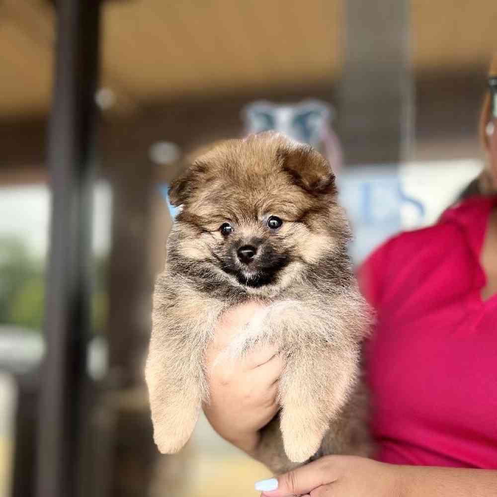 Male Pomeranian Puppy for Sale in Duluth, GA