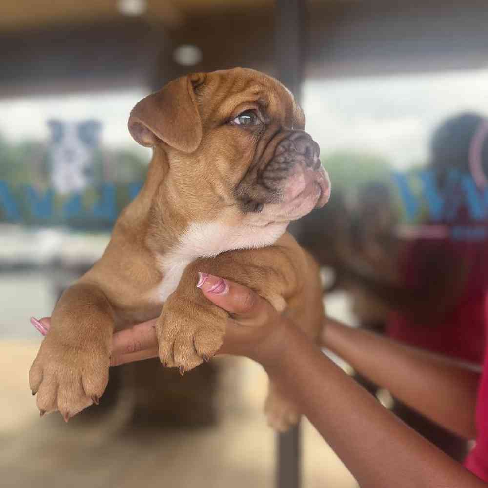 Male English Bulldog Puppy for Sale in Duluth, GA