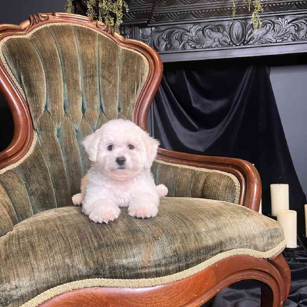 Female Bichon Puppy for Sale in Duluth, GA