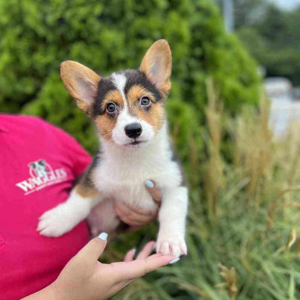 Male Pembroke Welsh Corgi Puppy for Sale in Duluth, GA