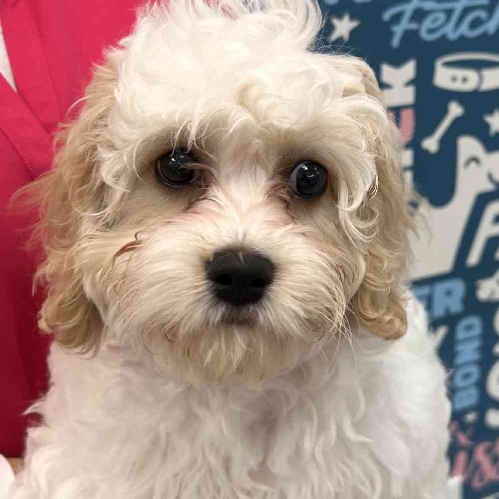 Male Cavachon Puppy for Sale in Duluth, GA