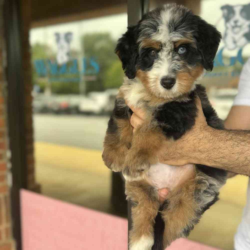 Female Bernedoodle Puppy for Sale in Duluth, GA