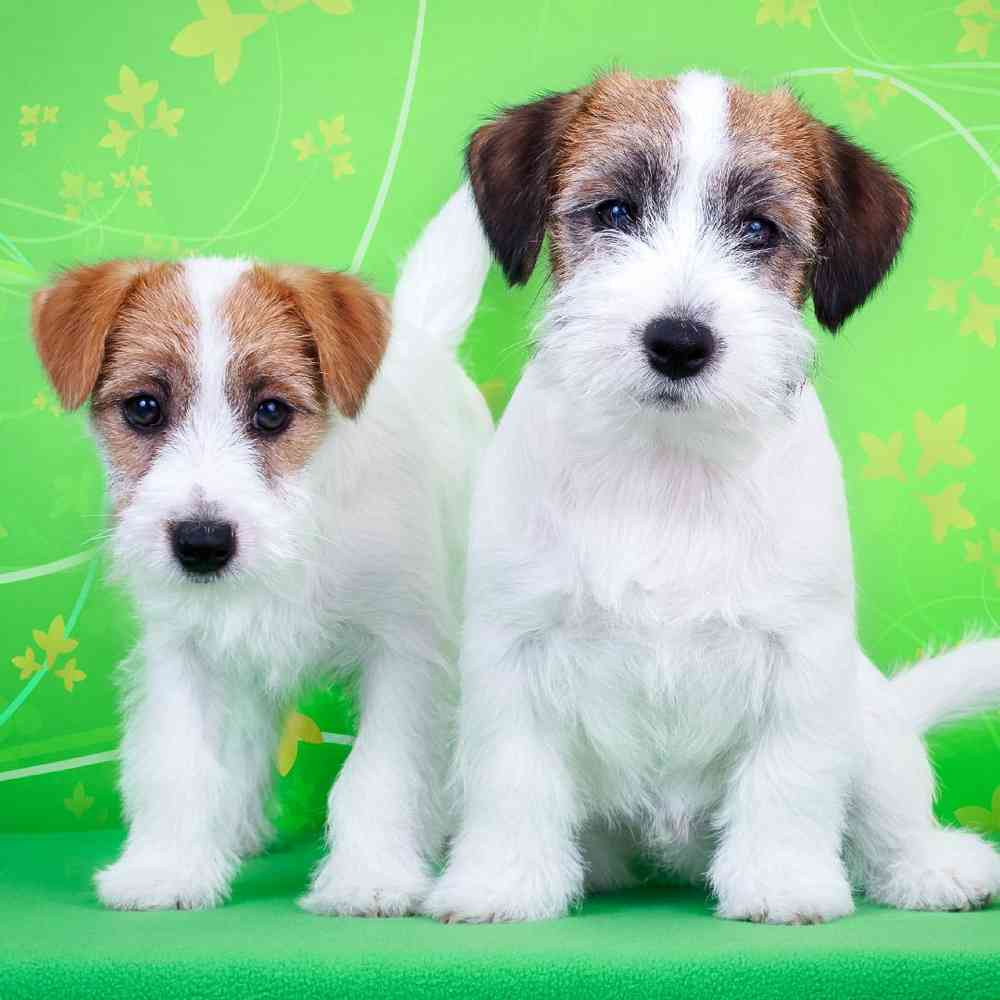 Jack Russell Terrier Puppies for Sale