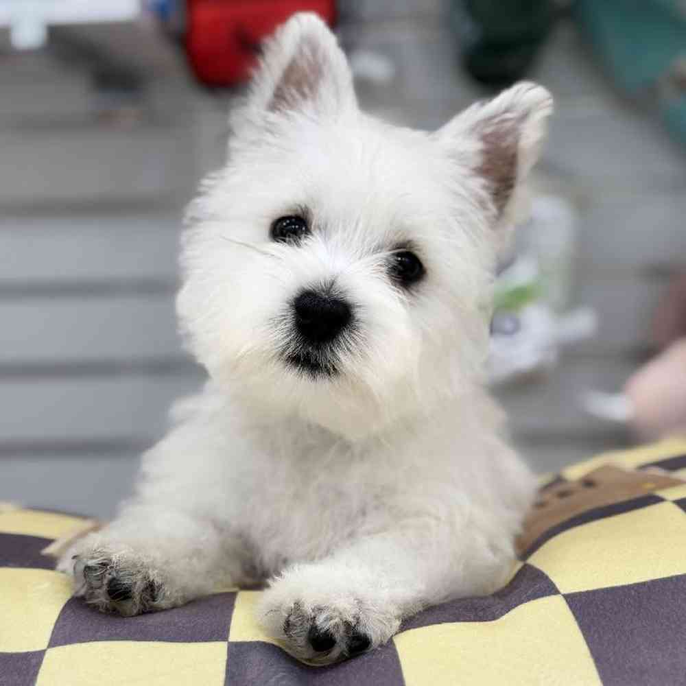 Female West Highland White Terrier Puppy for Sale in Duluth, GA