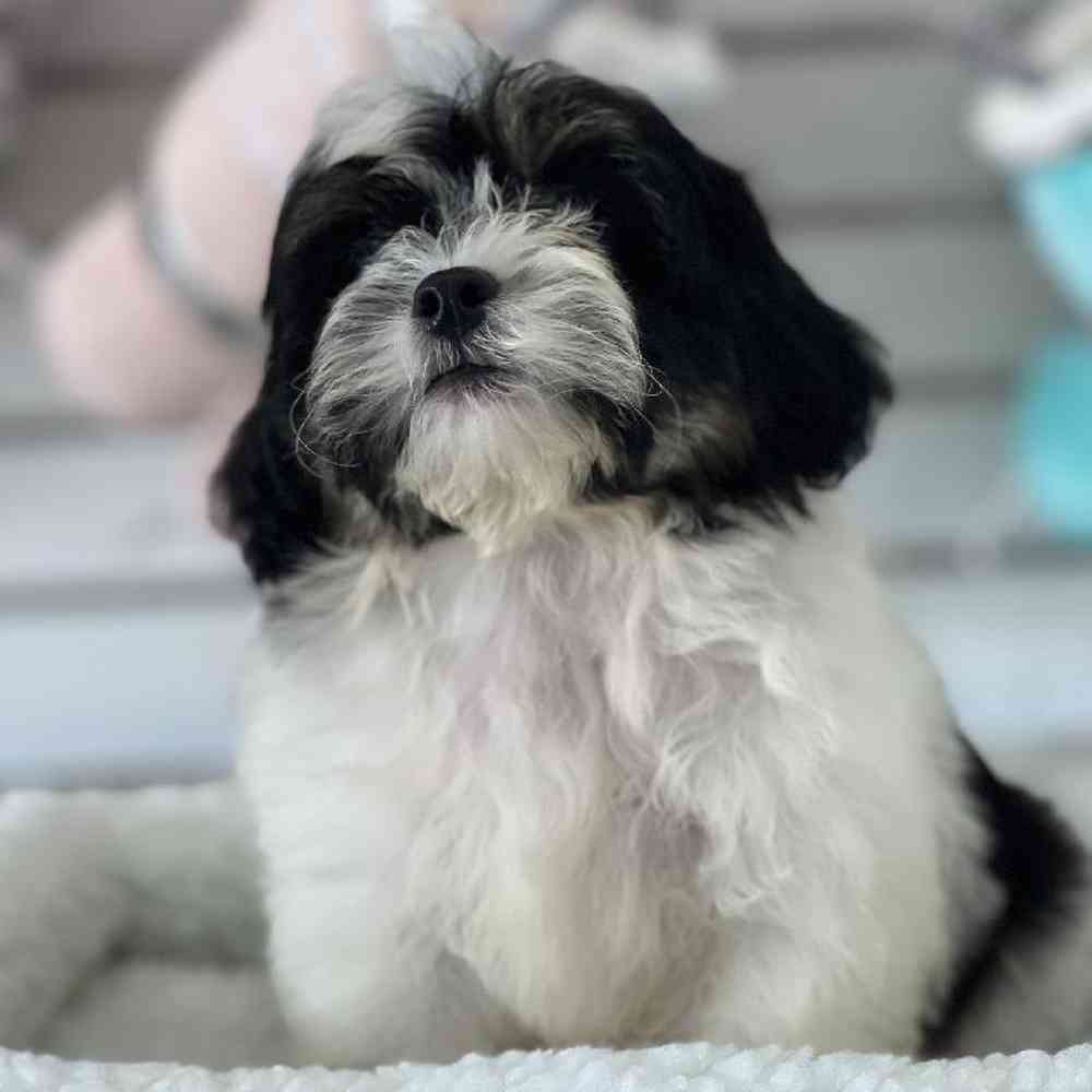 Male Shipoo Puppy for Sale in Duluth, GA