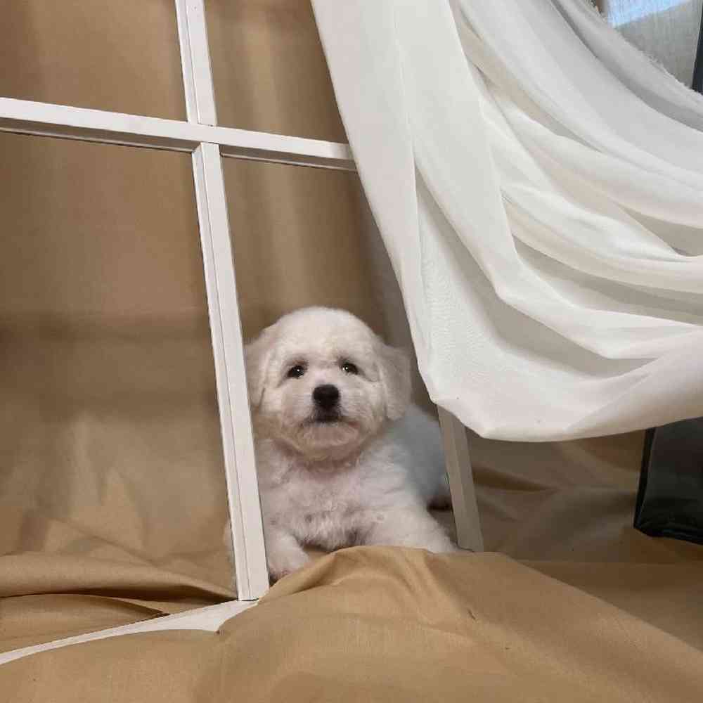 Female Bichon Puppy for Sale in Duluth, GA